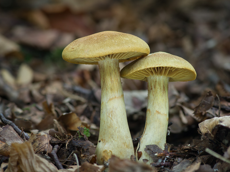 Cortinarius cotoneus